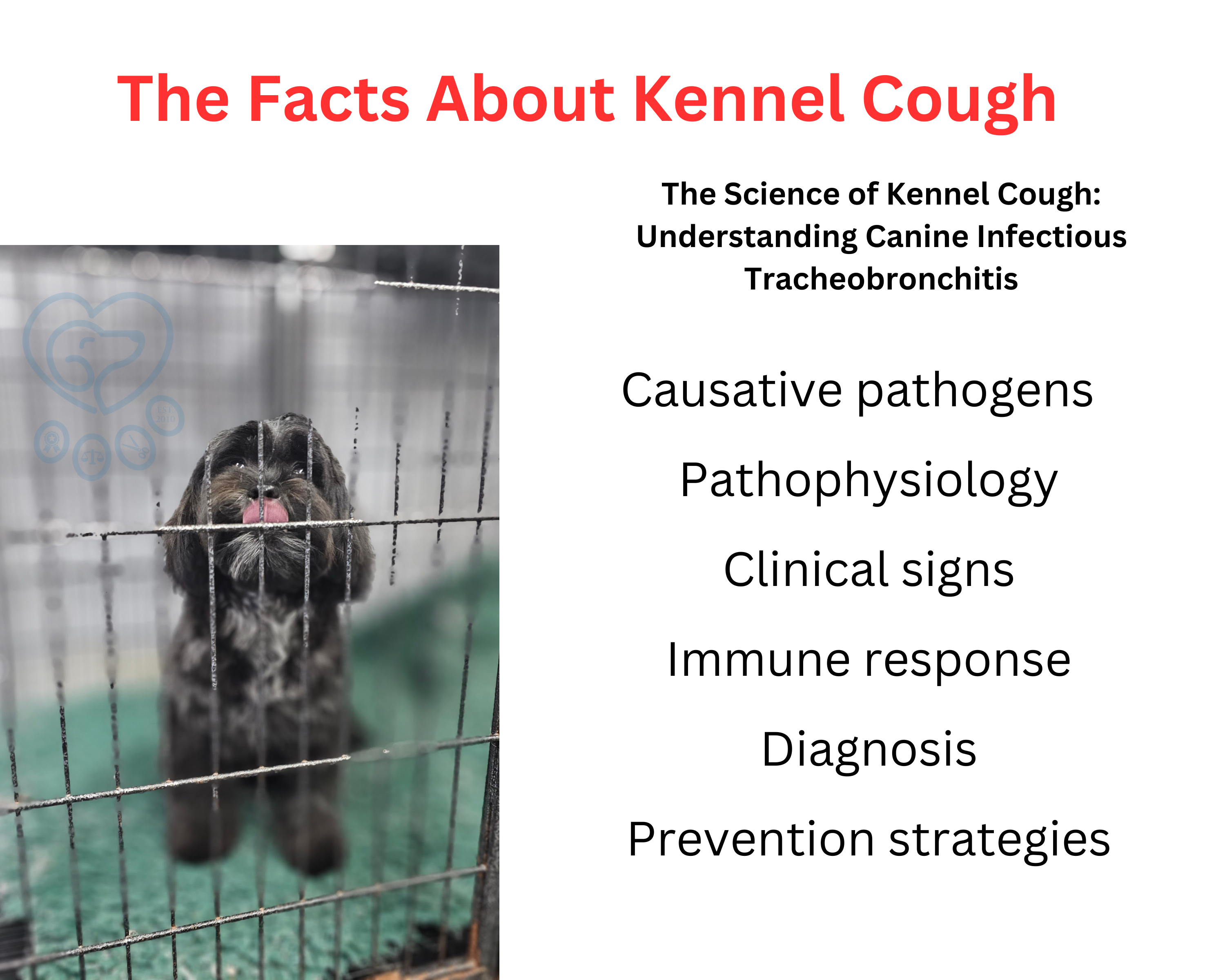 kennel cough
