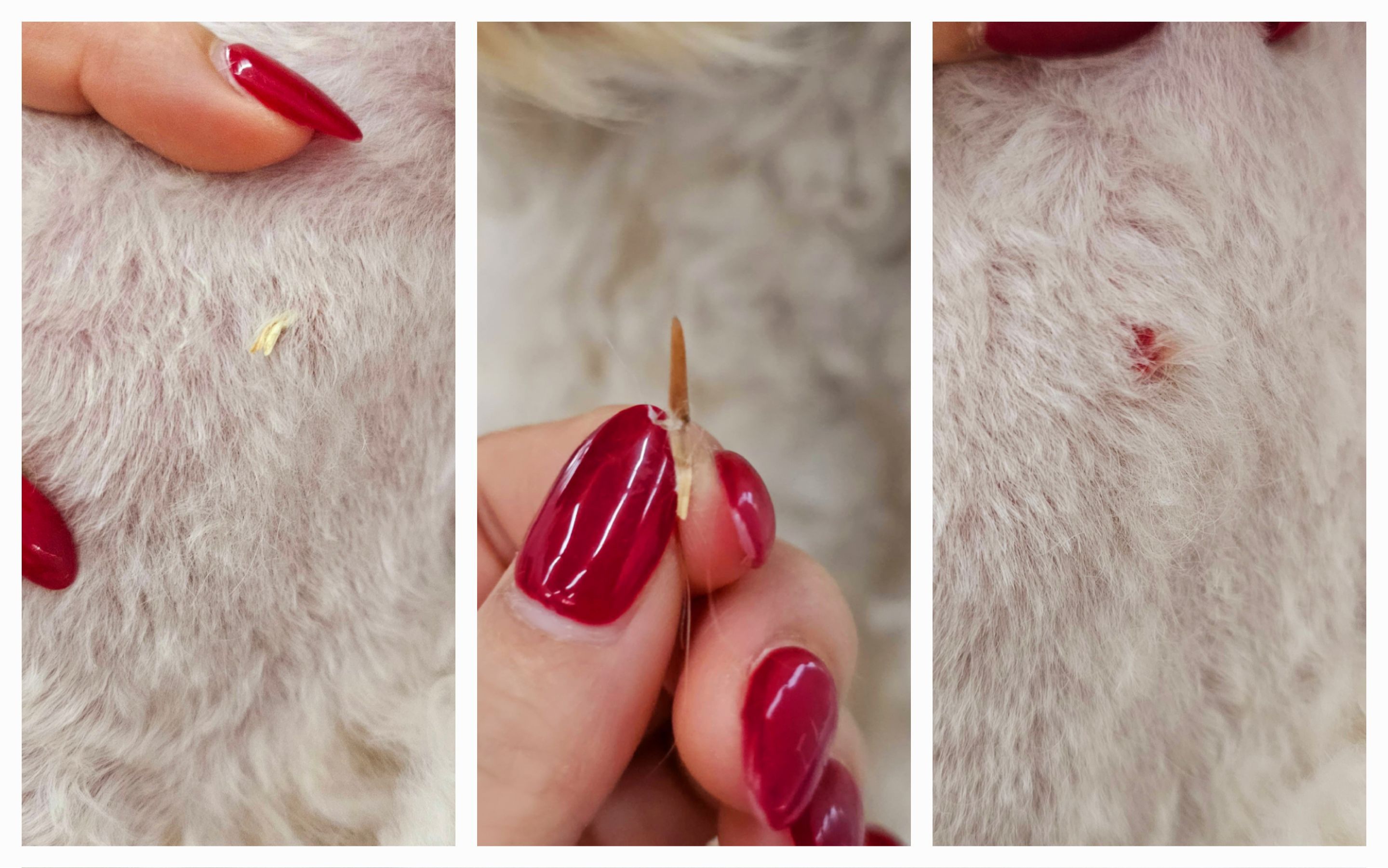 Foxtail Grass Seeds: A Canine Health Hazard in Canberra